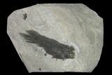 Early Devonian Lung Fish (Pentlandia) - Scotland #156014-1